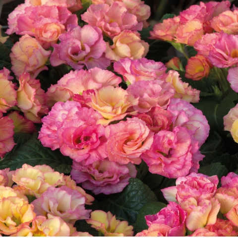 Primula Novelty Passion - (1504)